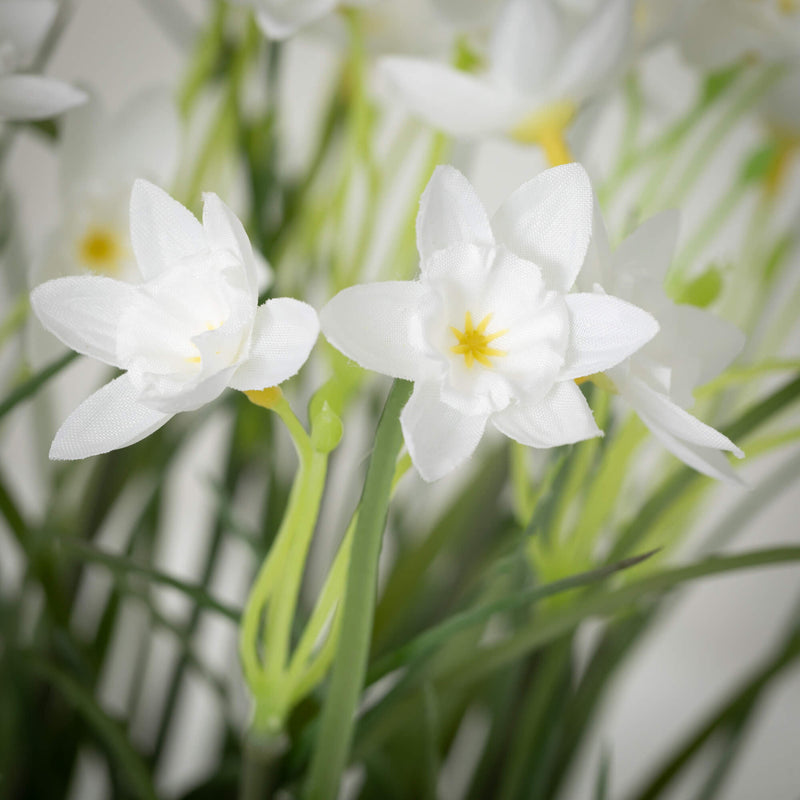 Sullivans White Potted Dafodills| Putti Fine Furnishings 