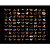Butterflies National Geographic Jigsaw Puzzle - 1000pcs | Putti Fine Furnishings