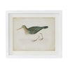 Coastal Bird Print