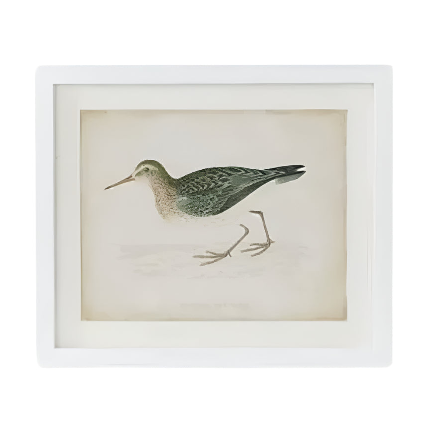 Coastal Bird Print
