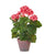 Potted Coral Geranium  | Putti Fine Furnishings 