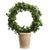Potted Ivy Ring Topiary - Large