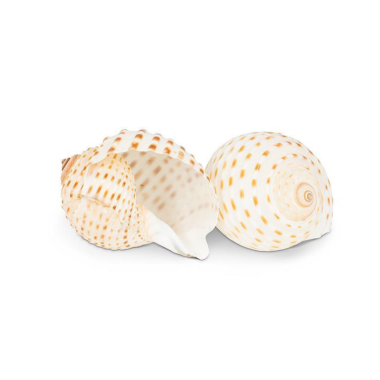 Speckled Shell | Putti Fine Furnishings 