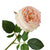 Real touch English Austin Cabbage Rose Stem - Cream Pink | Putti Fine Furnishings 