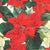 Red Poinsettia Cocktail Napkins