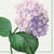 Vintage Hydrangea Napkins  | Putti Fine Furnishings 