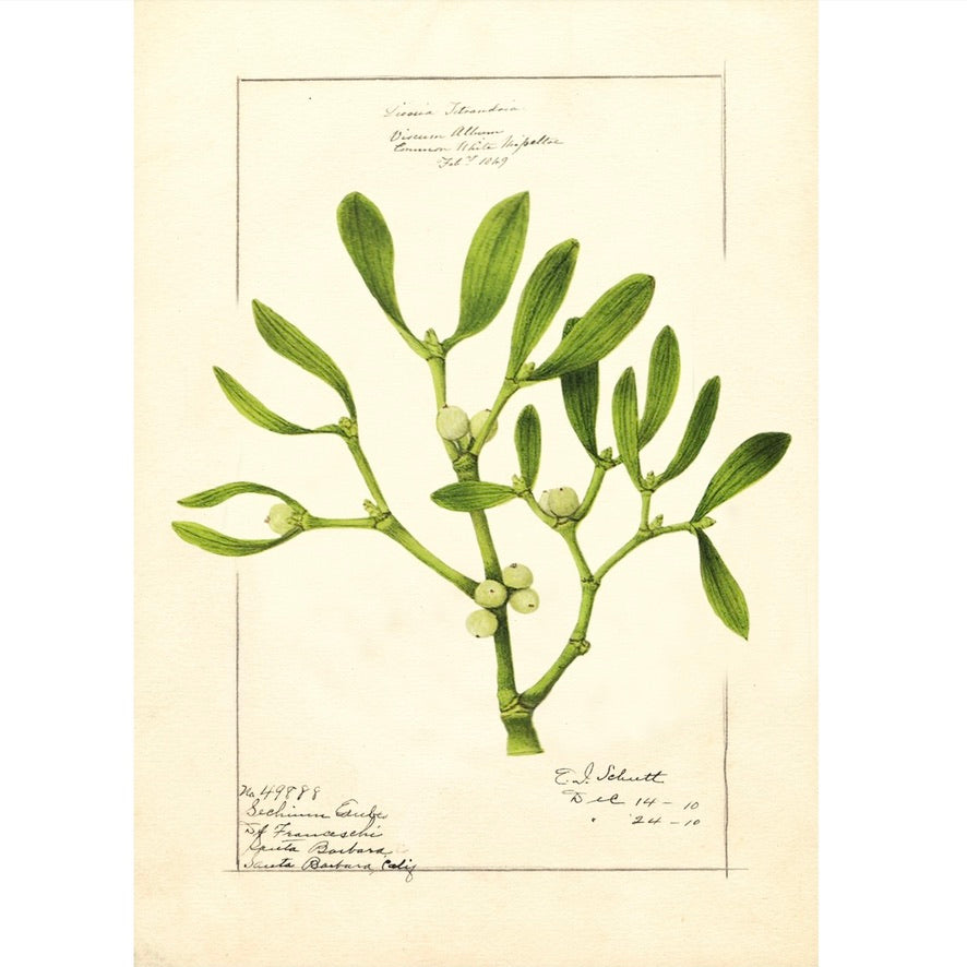 Mistletoe Christmas Card