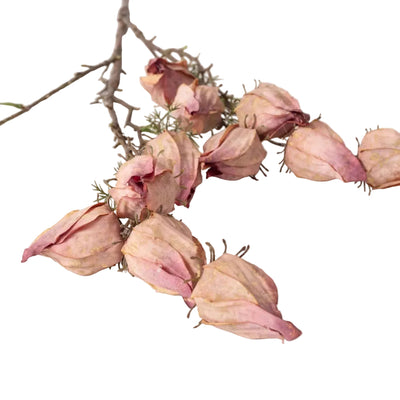 Withered Chinese Lantern Spray - Mauve