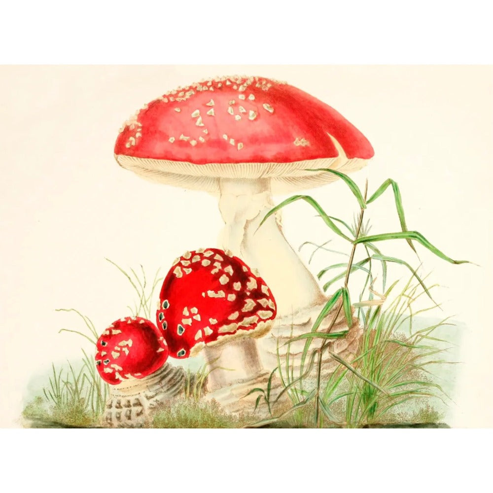 Toadstool Little Vintage Greeting Card