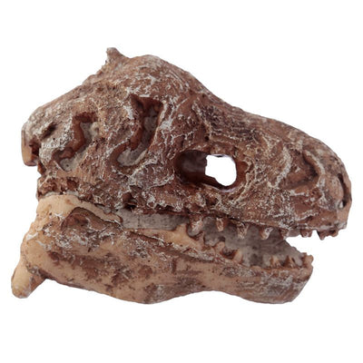 Rawr Dinosaur Skull Fossil Dig-A-Saurs Kit | Le Petite Putti