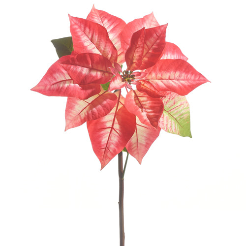 Red and Pink Poinsettia Stem | Putti Christmas Decorations 