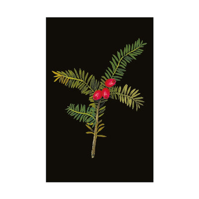 Mary Delany Winter Foliage Boxed Christmas Cards | Putti Christmas Greeting Cards