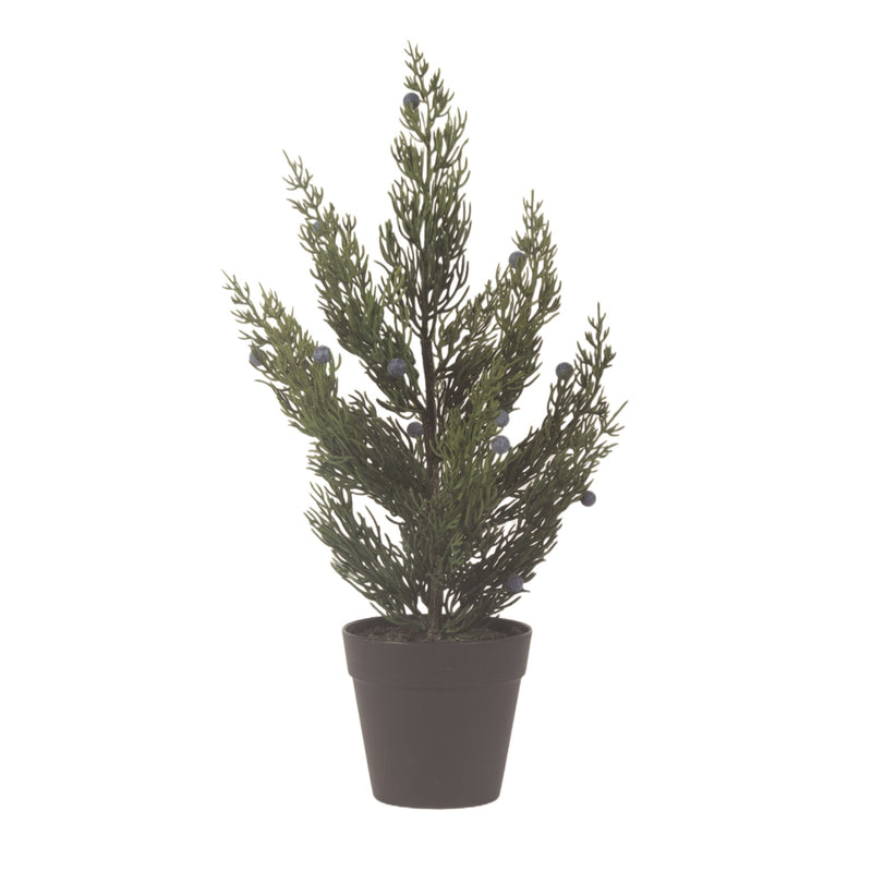 Cypress Tree with Berries