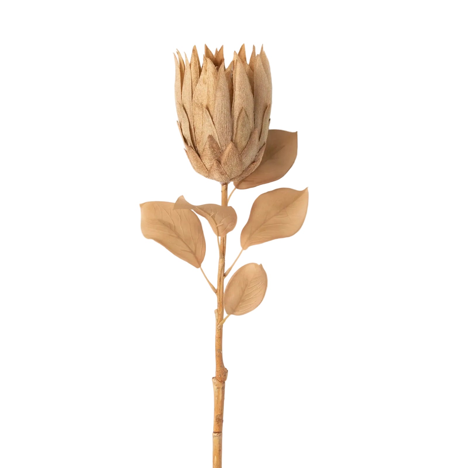 Pale Natural Protea Stem