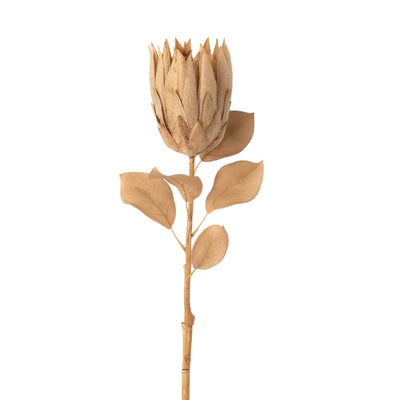 Pale Natural Protea Stem | Putti Autumn Decoration