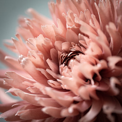 Pink Dahlia Stem | Putti Autumn Thanksgiving Decoration