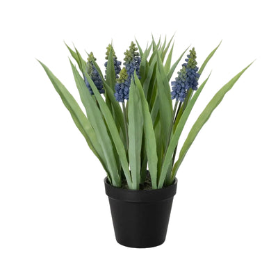 Potted Grape Hyacinth | Putti Fine Furnishings