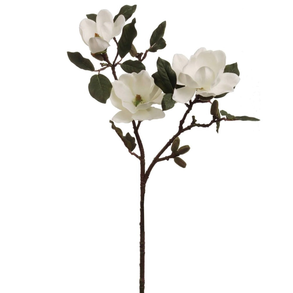 White Magnolia Stem