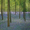 Susan Entwistle Bluebell Woods Greeting Card | Putti Celebrations