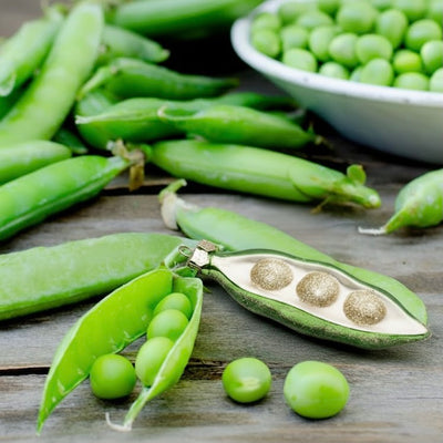 Sweetpea Glass Ornament | Putti Christmas