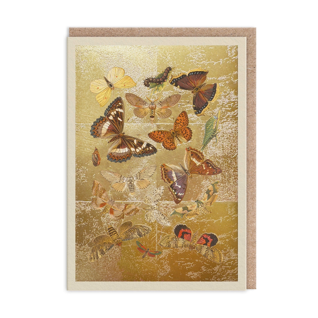 The Natural World Collection Greeting Card - Lepidoptera | Putti Celebrations 