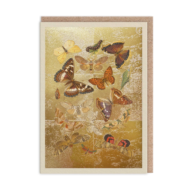 The Natural World Collection Greeting Card - Lepidoptera | Putti Celebrations 