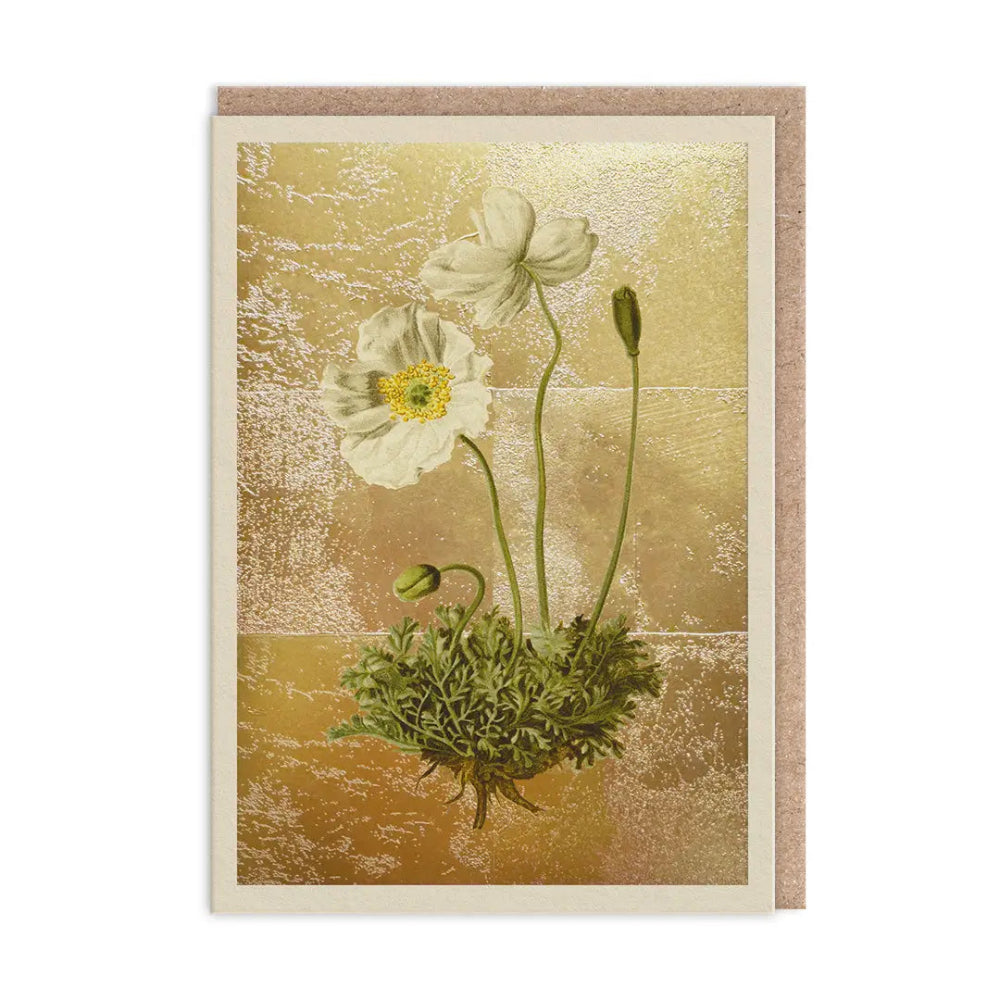 The Natural World Collection Greeting Card - Papaver Alpinum | Putti Celebrations 