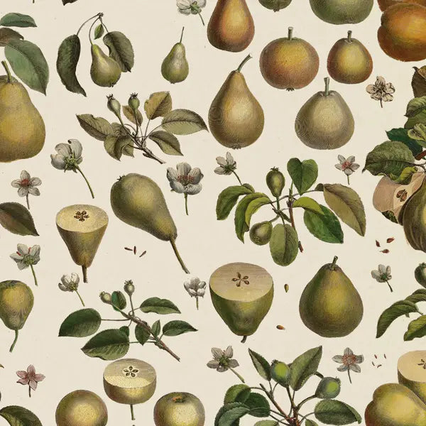 The Pattern Book Uk Pears Wrapping Paper Sheet | Putti 