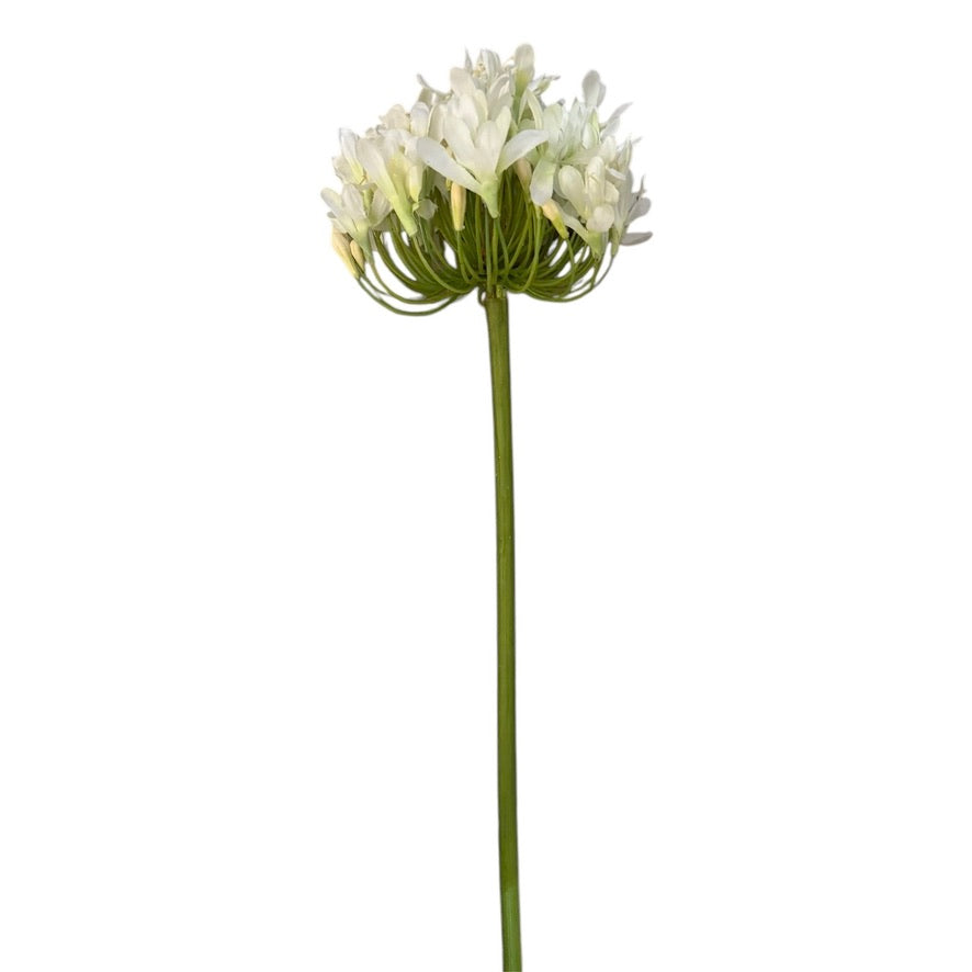 White Agapanthus Stem