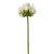 White Agapanthus Stem | Putti Fine Furnishings White Agapanthus Stem | Putti Fine Furnishings 