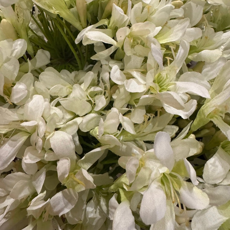 White Agapanthus Stem | Putti Fine Furnishings White Agapanthus Stem | Putti Fine Furnishings 