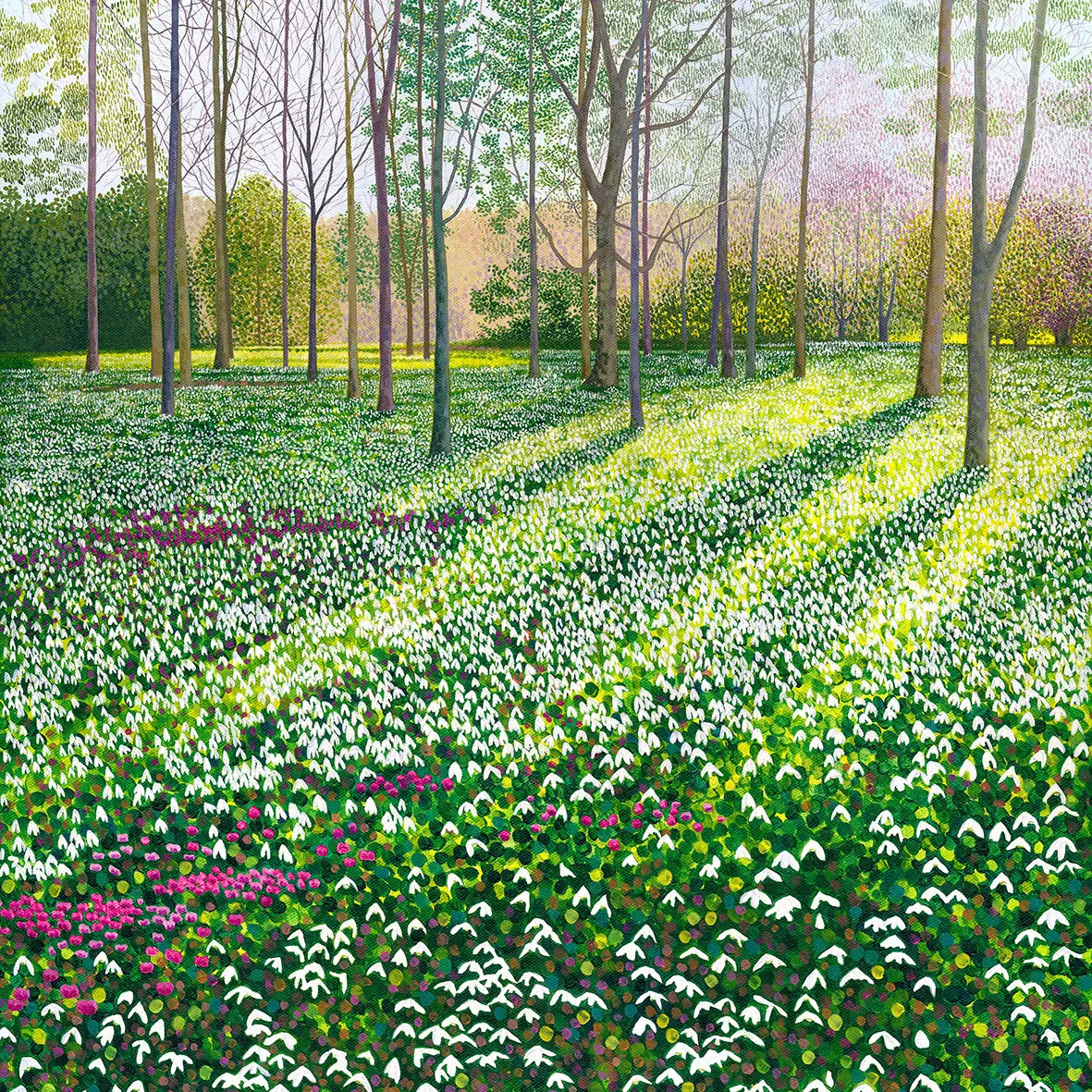Susan Entwistle Snowdrops & Cyclamen Greeting Card  | Putti Celebrations 