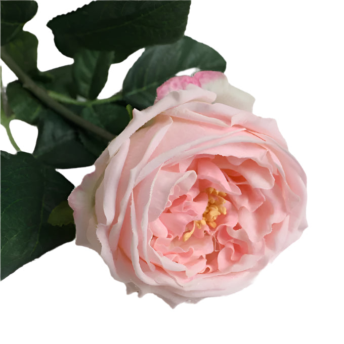 Real Touch English Austin Cabbage Rose Stem - Light Pink