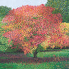 Susan Entwistle Acer Westonbirt Greeting Card  | Putti Celebrations