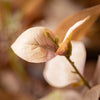 Neutral Mix Eucalyptus Garland