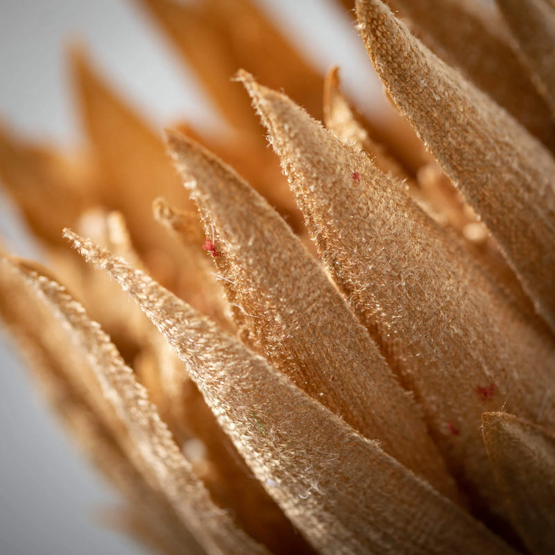 Pale Natural Protea Stem