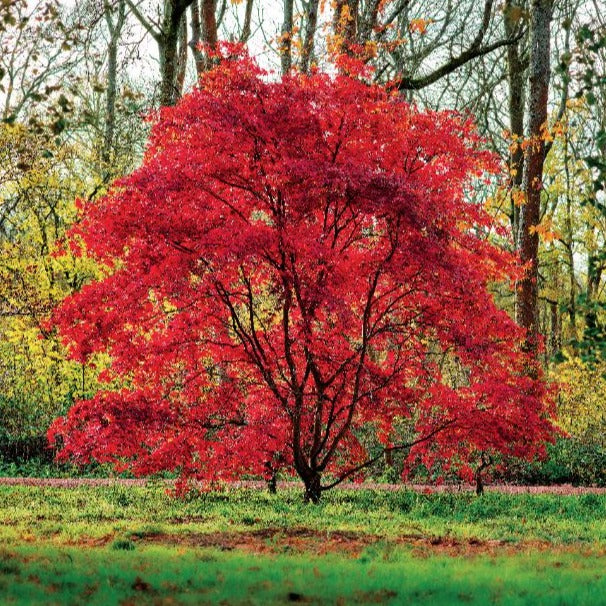 Red Autumnal Tree Greeting Card