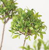 Mini Leaf Topiary