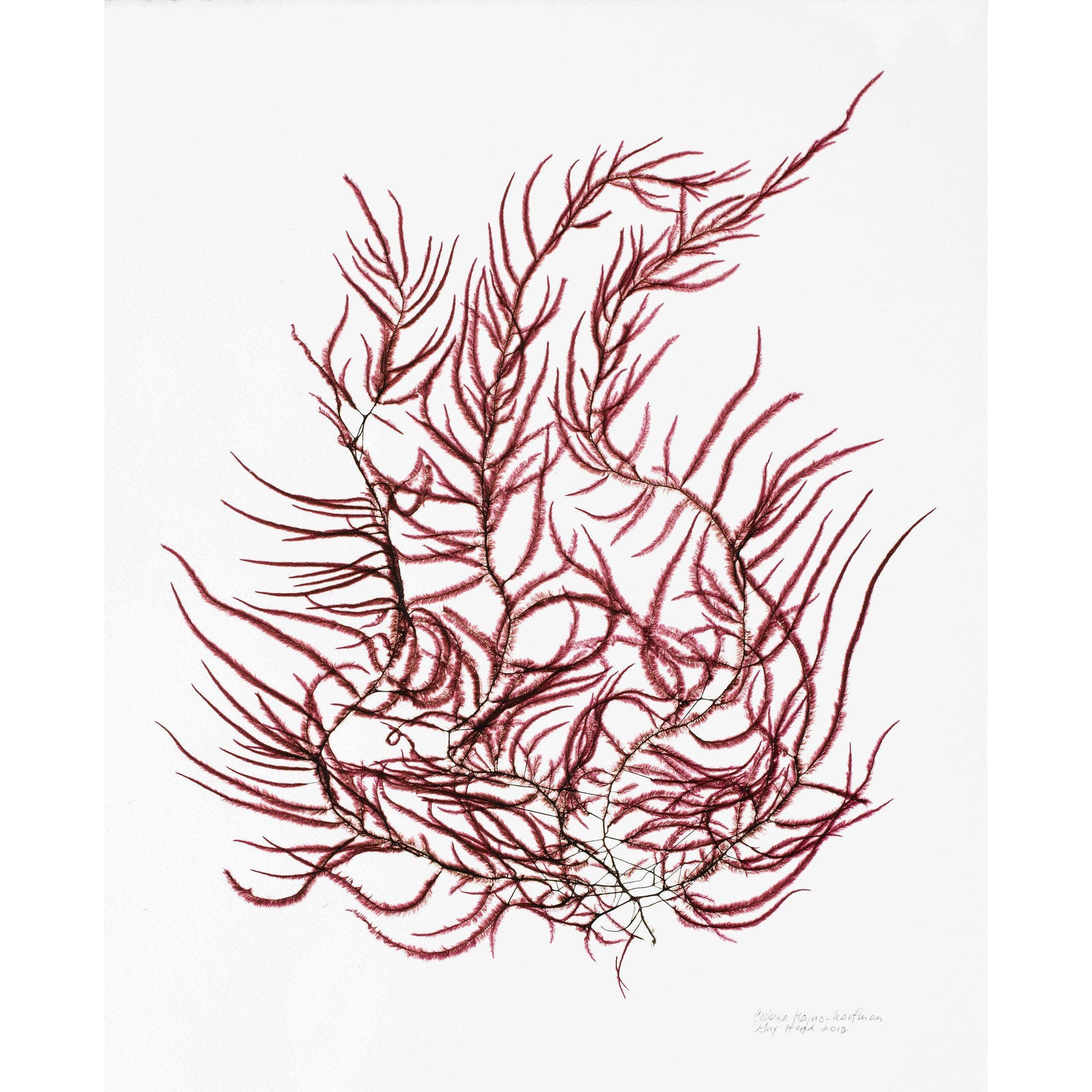 Seaweed Artist - Seaweed Art Greeting Cards #19