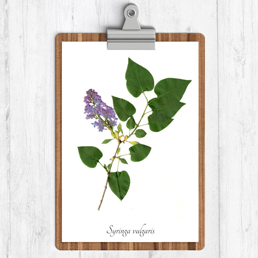Lilac Tree Botanical Print