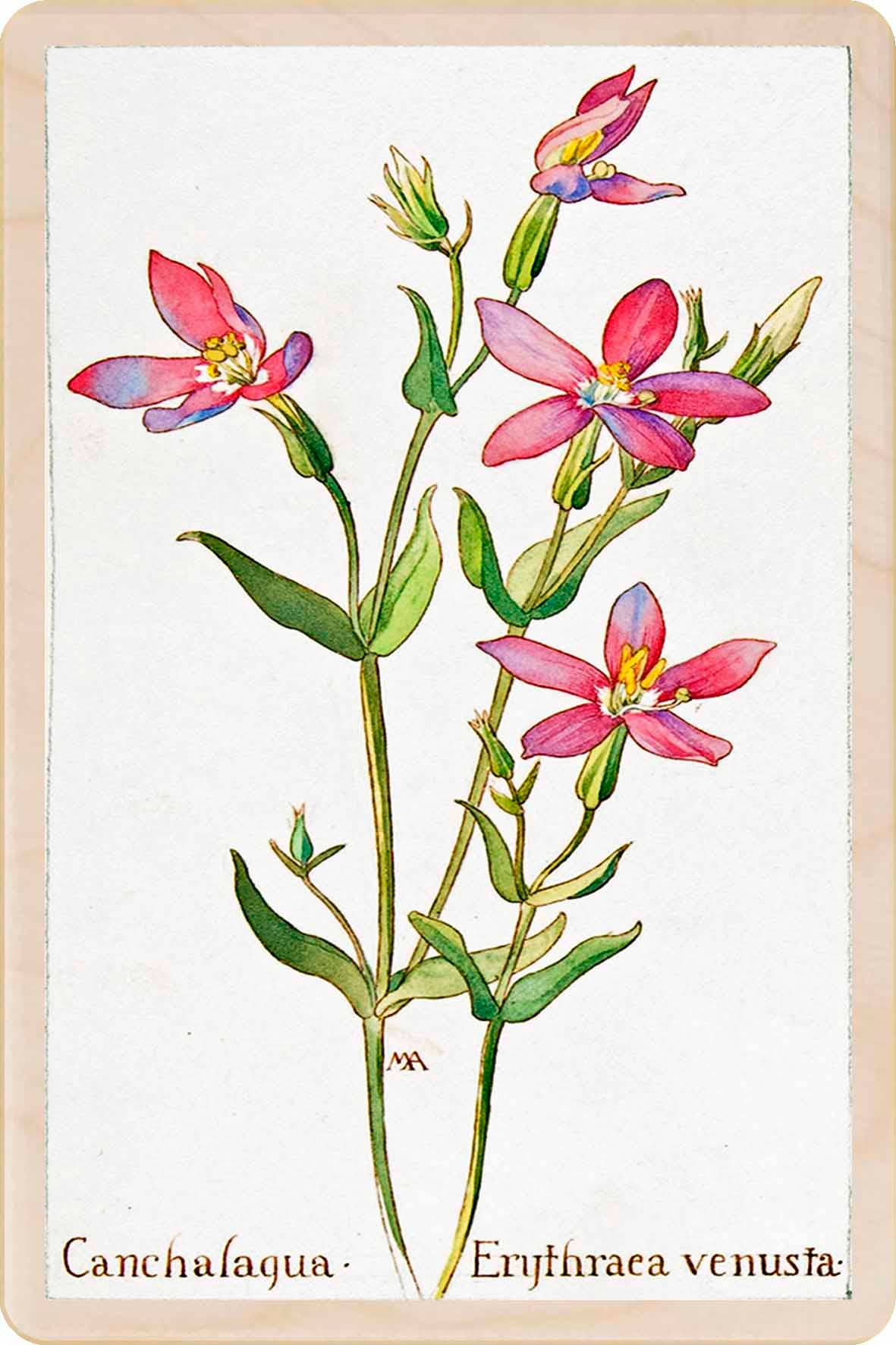 Canchalagua Wood Magnet