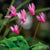 Pink Cyclamen Greeting Card