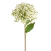 Wild Parsnip Stem | Putti Fine Furnishings