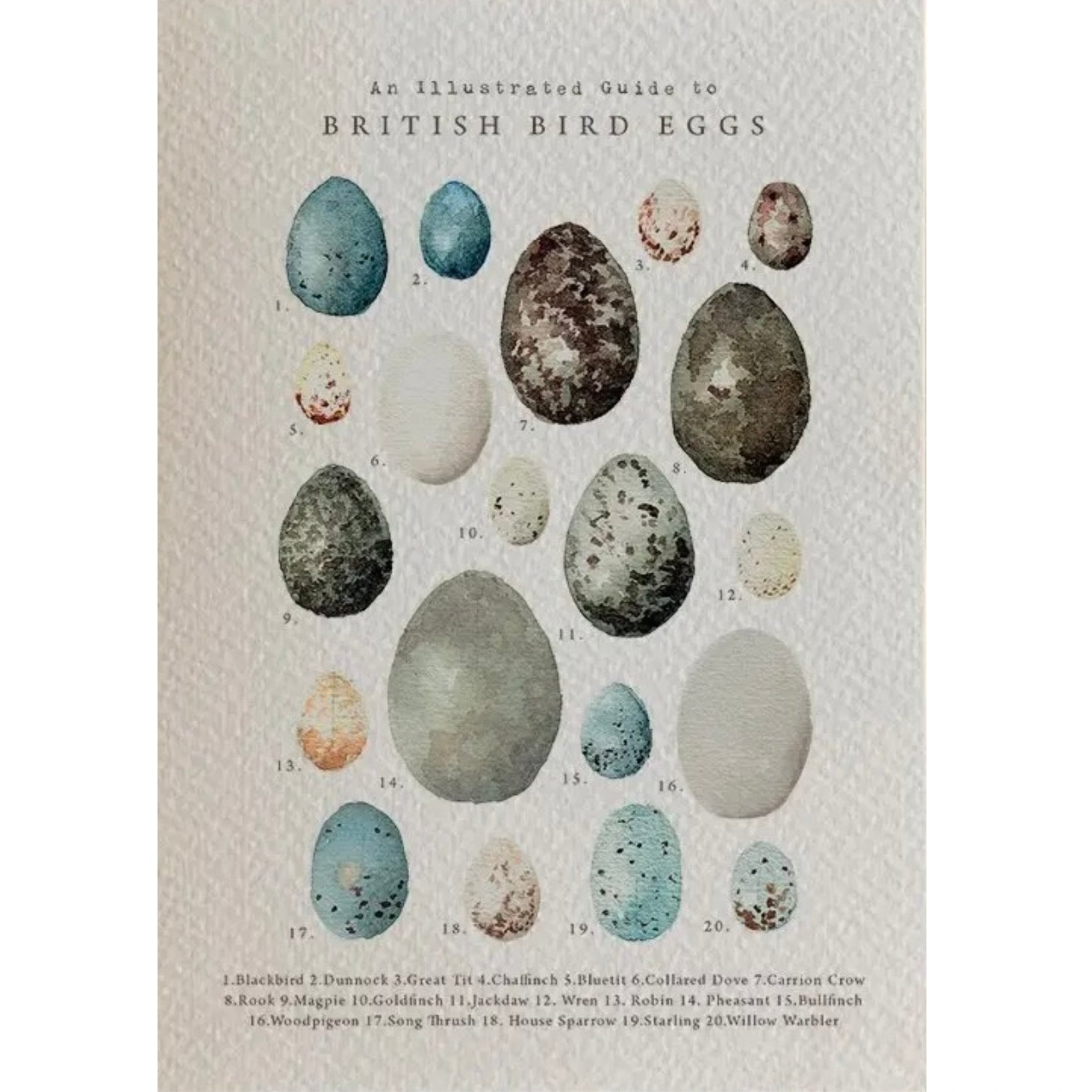 British Bird Eggs Greeting Card
