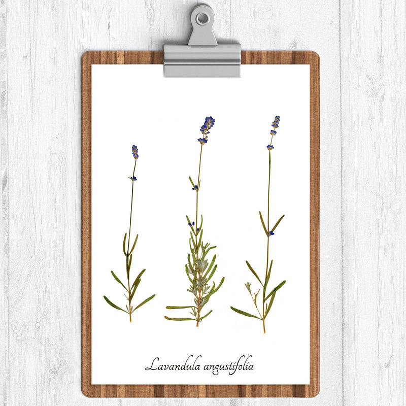Lavender Three Stem Botanical Print