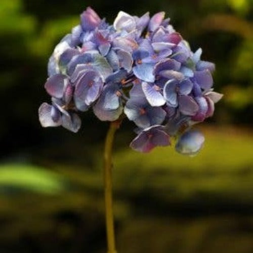 Purple Medium Hydrangea with Short Stem