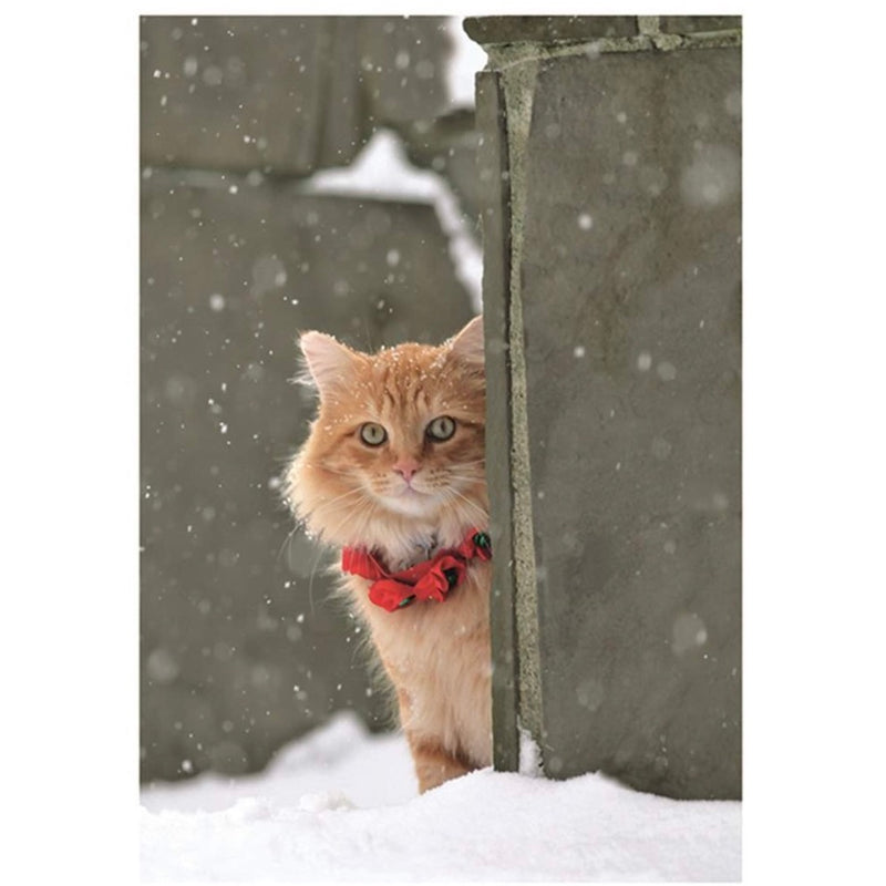 Palm Press Ginger Cat in the Snow Boxed Christmas Cards | Putti 