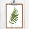 Marginal Wood Fern Botanical Print