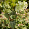 Double Headed Green Lilac Stems