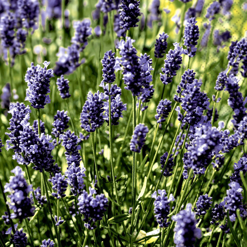 Lavender Field Paper Napkins - Lunch